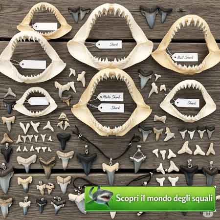 Il Mondo degli Squali